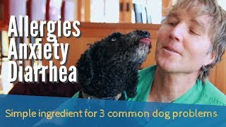 Allergies, Anxiety, Diarrhea: Simple Ingredient for 3 Common Dog Problems