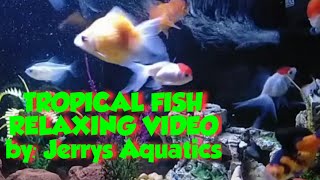 Stunning Aquarium & The Best Relaxing Music|SLEEP MUSIC
