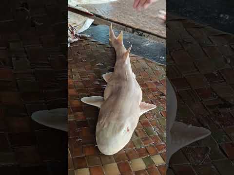 paal sura#sura fish#paalsura meen