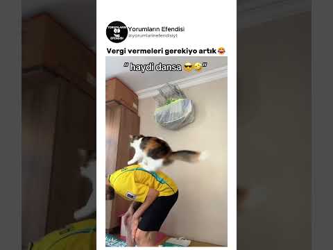 Kedi bu anı bekliyormuş😂 @wolfcub.3437