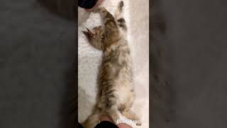 びよーーんびよーーん。