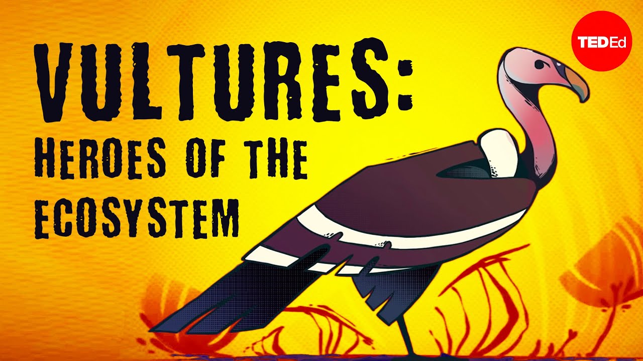 What is the vulture's ecological role?