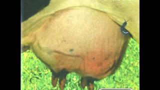 Junkie XL - X-Panding Limits AKA Castbreeder - Fuzz Fucking