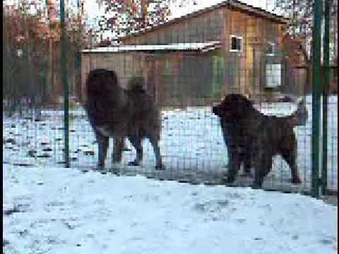 ciobanesti caucazieni de marcus