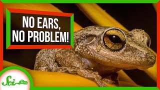 No Ears, No Problem: Frogs Can Hear With Their Lungs