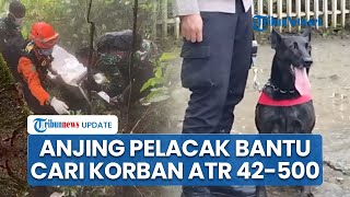 Anjing Pelacak K-9 Dikerahkan Bantu Cari Korban Pesawat ATR di Bulusaraung, Andalkan Penciuman Tajam