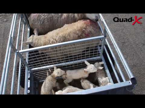 Quad X - 5x3'3" Stock Trailer