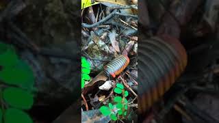 Download lagu Into the forest. #borneo #sabah mp3 Download lagu Into the forest. #borneo #sabah mp3