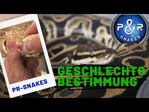 Sexing Ball Pythons - Species by Species - PR-Snakes