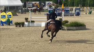 Lancelot Dwerse Hagen -1 (Can Remember &amp; Clinton) Gelding °2011