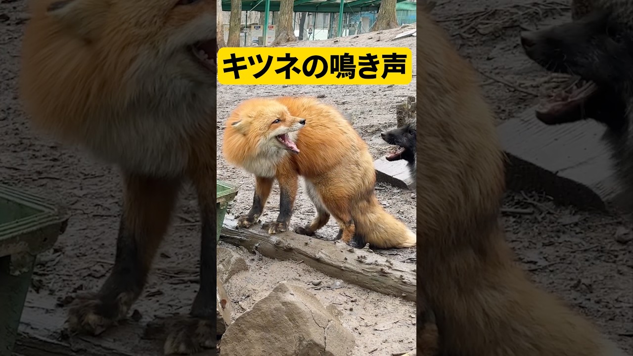 【貴重】キツネの鳴き声🦊 #癒し #かわいい #kawaii