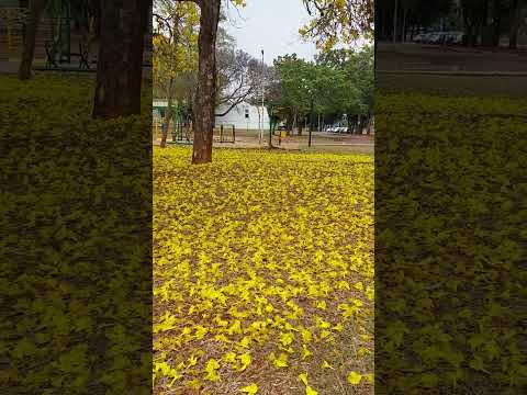 Ipê maravilhosa #shorts #ozielticuna