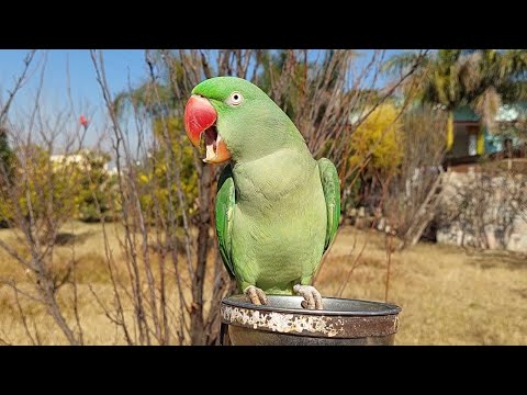 Female Alexandrine Parrot Natural Voice