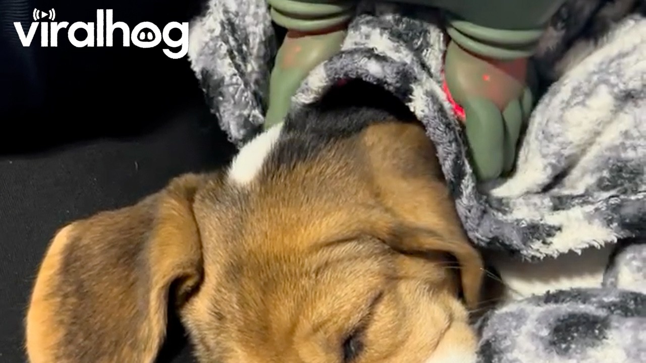 Puppy Enjoys a Massage From a Robot || ViralHog