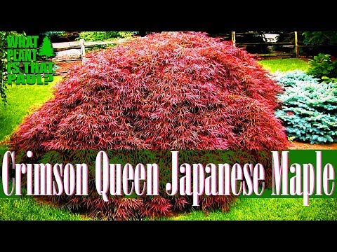 Crimson Queen Japanese Maple - One of the Prettiest Dwarf Trees!