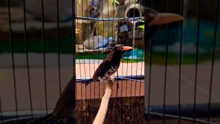 Download lagu Burung Kedasih Ungu 'Violet Cuckoo'!#kedasih #burungkedasih mp3