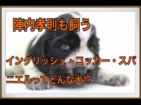 コッカー犬の名前