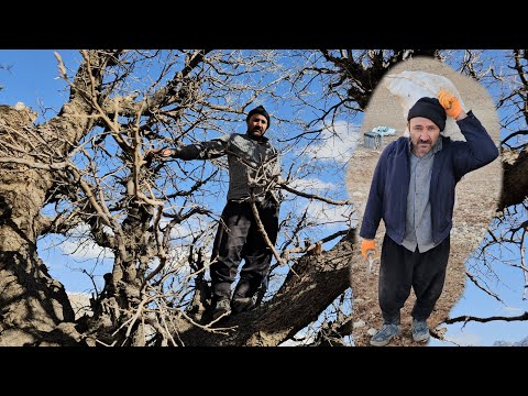 One day, I went to the mountains with Mr. Ahmad and Mr. Isa to collect firewood.