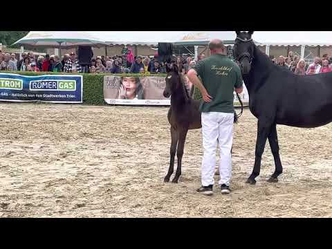 Hengstfohlen von Jovian