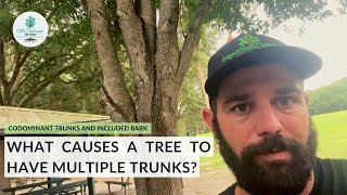 Problems With Codominant Tree Trunks & How To Fix Them