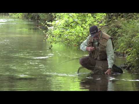 Fly Fishing The River Avon Chalk Stream