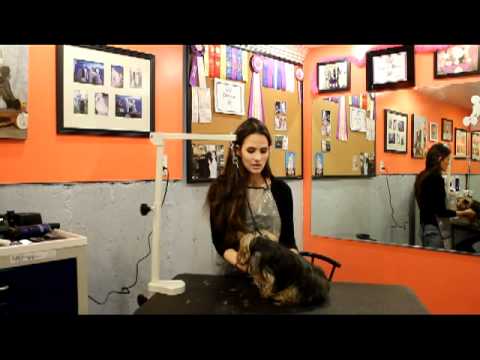 Dog Grooming Courses | Dog Grooming Training - YouTube