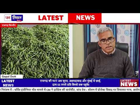 राजगढ़ की पहाड़ी Peas: Farmers खुश, Market में मटर की बढ़ती Demand