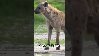 Why do hyenas laugh? 👀 It’s not what you think.