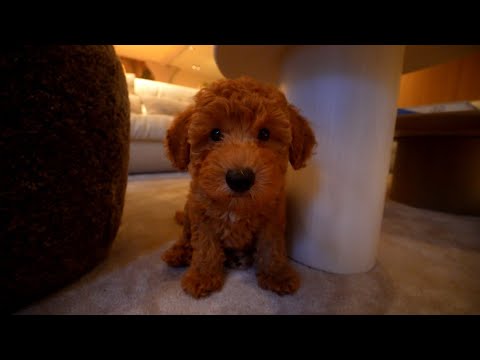 ONZE NIEUWE HOND (cute vlog)