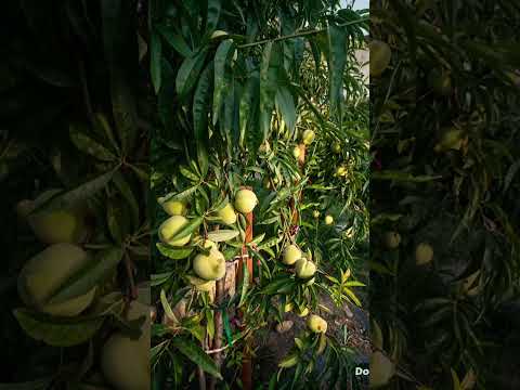 Duraznos, chulada de cosecha #dios #durazno #frutos #temporada #lluvia #transgenicos