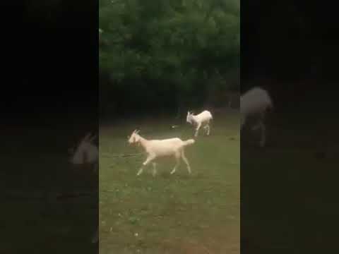 Convicted animal abuser Jane Edwards from Bagillt, Flintshire.