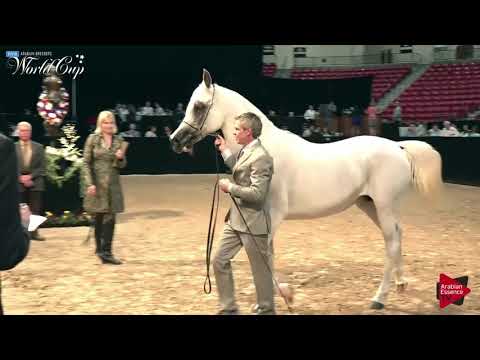 N.255 GEMELLIA - LAS VEGAS 2019 - Arabian World Cup Senior Breeding Mares (Class 117).mp4