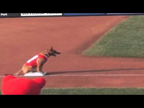 Sit Means Sit Dog Training video.