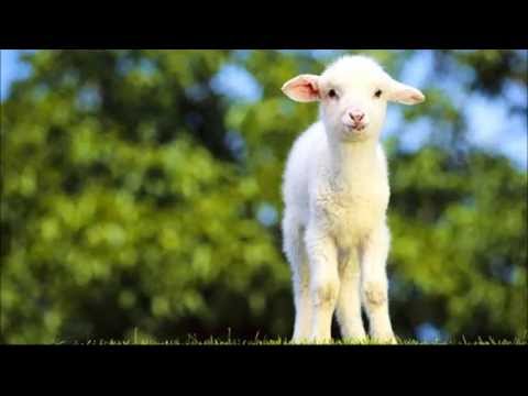 Idari Veezhuvan ida tharalle nee yeshu nayaka - Christian Devotional Song - Prajapathi Yagam