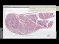 Histology Helper - Male Reproductive Histology
