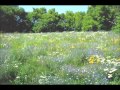 Rosie and Me- Bonfires Lyrics 