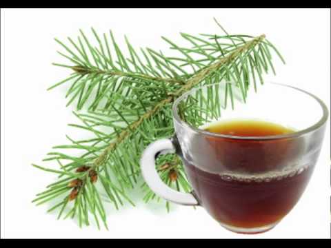 Pine Needle Tea Health Benefits - YouTube