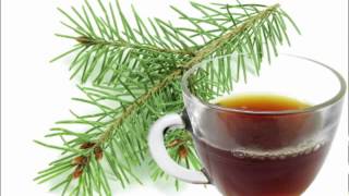 Pine Needle Tea Health Benefits