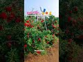 Dalimb Status Pomegranate Trending