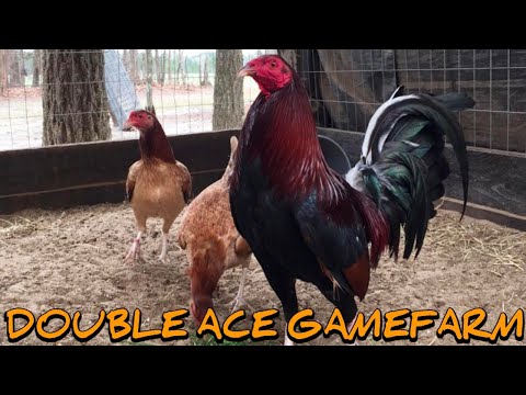 Kelso Leiper Albany - DOUBLE ACE FARM