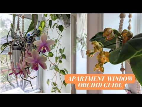 Growing Orchids on a City Window | Small Space Setup Tips