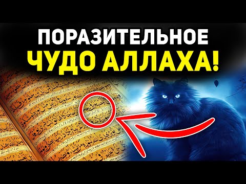 Великая тайна: почему Аллах создал кошек, которая поразит тебя! | Dawah медиа