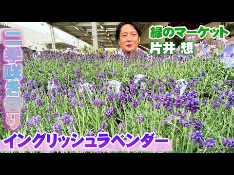 園芸 シダ葉ラベンダー、羽状ラベンダー、カナリアラベンダー