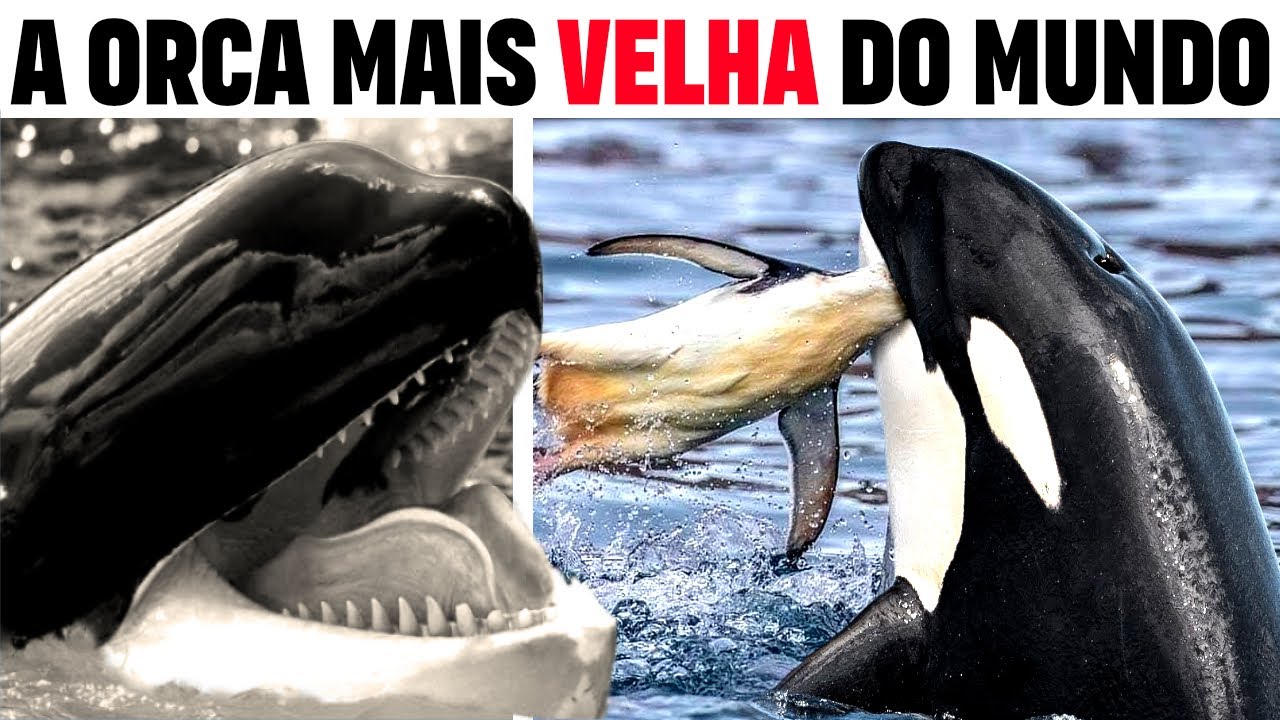 ORCA GRANNY: A Baleia Assassina MAIS VELHA do Mundo