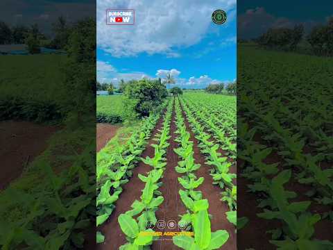 Banana Farming Process