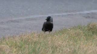 preview picture of video 'Eastern Jackdaw'