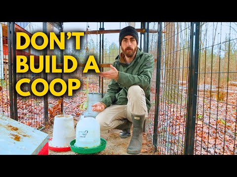 Before You Build a Chicken Coop Watch This