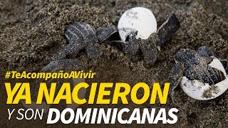 Ya nacieron y son dominicanas