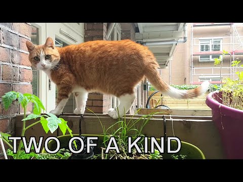 Alvi cat : getting to know cat Edward