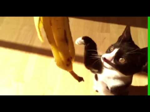 my cat sees a banana skin for the first time